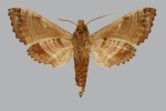 Maassenia