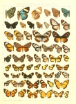 Paraphthonia