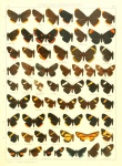 Melanis