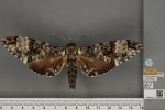 Macropoliana