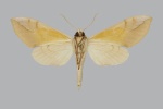 Malgassoclanis