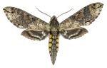Manduca