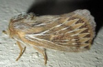 Marmaroplegma