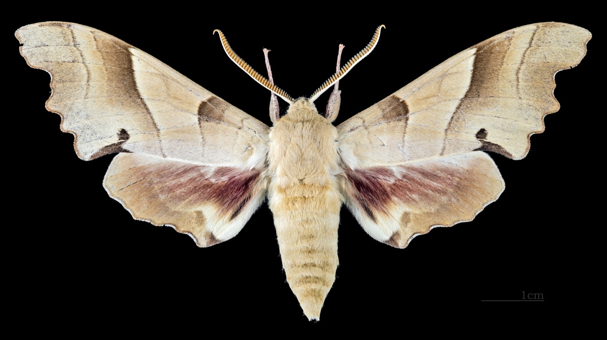 Marumba