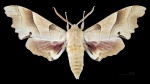 Marumba