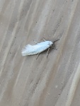 Mesepiola