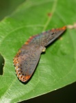 Metacharis