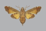 Micracosmeryx