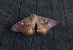 Microdulia