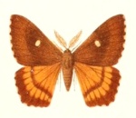 Eudelia