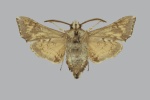 Microsphinx