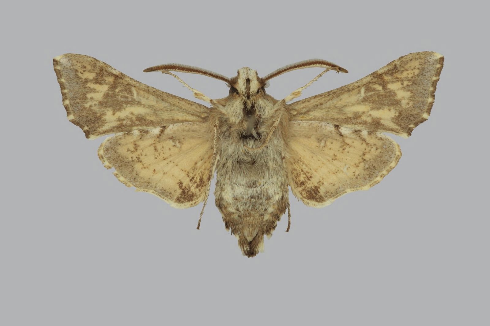 Microsphinx (Род)