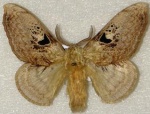 Mirina