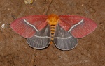 Pseudodirphia