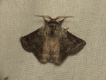 Munychryia