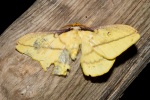 Neodiphthera
