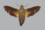 Neogurelca