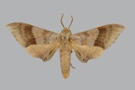 Neopolyptychus