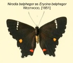 Nirodia