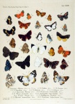 Ariconias