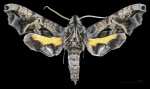 Nyceryx