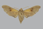Odontosida