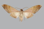Opistoclanis