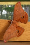 Opodiphthera