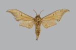 Orecta