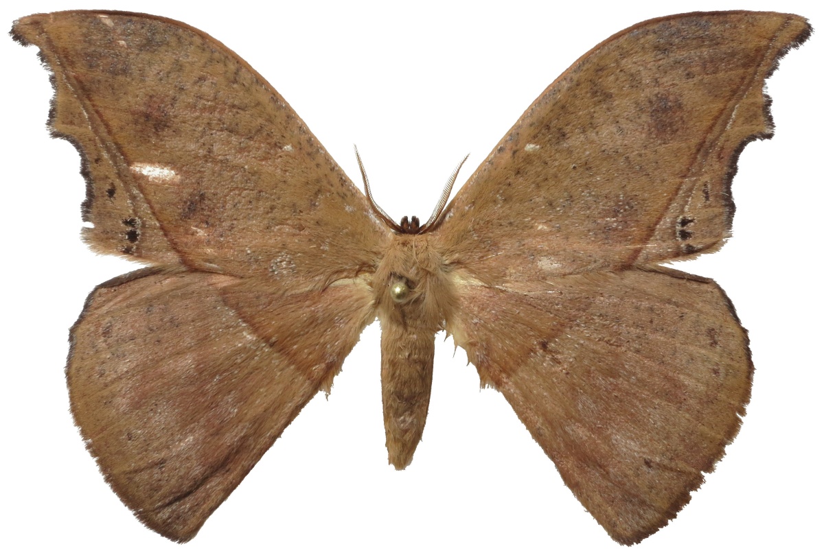 Teratopteris (Род)