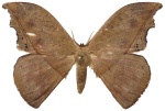 Teratopteris