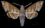 Pachygonidia