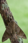 Pachylioides