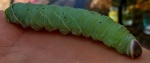 Pachysphinx