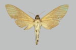 Panogena