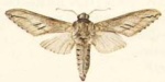 Pantophaea