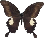 Sataspes