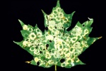 Paraclemensia