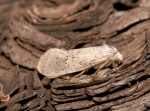 Parategeticula