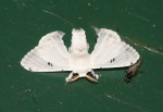 Elachyophtalma
