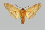 Pentateucha