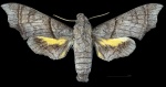 Perigonia