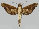 Phanoxyla