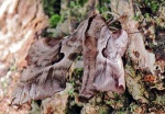 Phyllosphingia