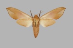 Phylloxiphia
