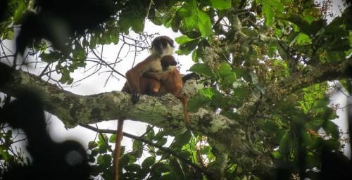 Piliocolobus-4
