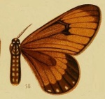 Hibrildes