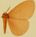 Hoplojana