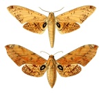 Platysphinx