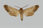Poliodes